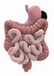 Gastrointestinal system